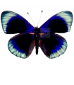 Asterope degandii bartletti