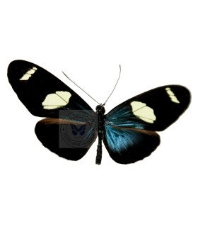 Heliconius sara thamar