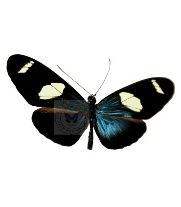 Heliconius sara thamar