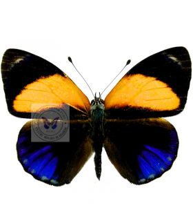 NYMPHALIDAE2