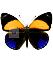 Asterope markii davisi