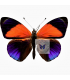 NYMPHALIDAE2