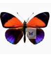 Asterope markii hewitsoni