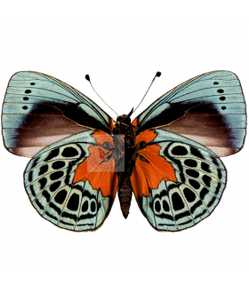NYMPHALIDAE 2