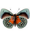 Asterope optima f. eminens
