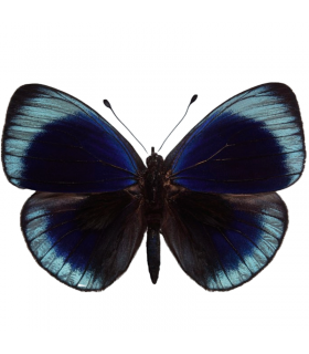 NYMPHALIDAE2