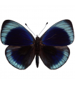 Asterope optima f.philotima