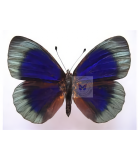 NYMPHALIDAE2