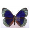 Asterope whitelyi whitelyi