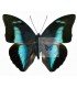 NYMPHALIDAE3