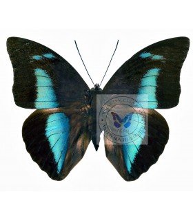NYMPHALIDAE3