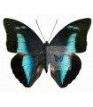 Prepona amphimachus