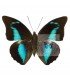 NYMPHALIDAE 3