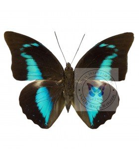 NYMPHALIDAE 3