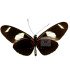 Heliconius sara thamar