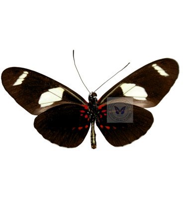 Heliconius sara thamar