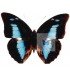 NYMPHALIDAE3