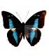NYMPHALIDAE3