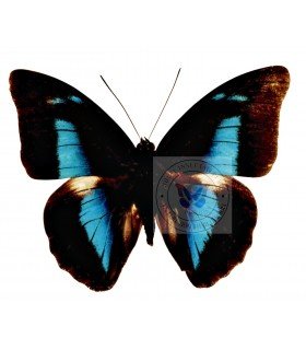 NYMPHALIDAE3