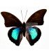 NYMPHALIDAE3