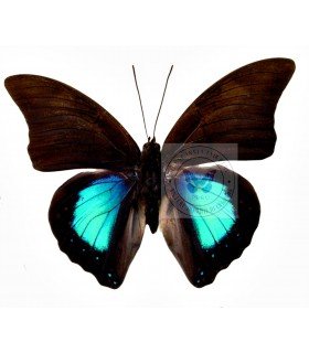 NYMPHALIDAE3