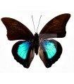 Prepona norepa chromus