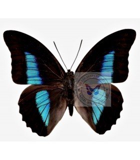 NYMPHALIDAE3