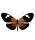 Heliconius Melpomeme Aglaope