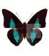 NYMPHALIDAE3