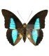 NYMPHALIDAE3