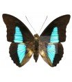 Prepona  eugenes