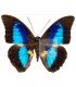 NYMPHALIDAE3
