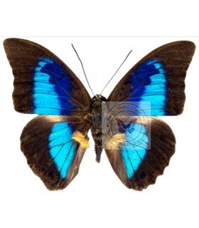 NYMPHALIDAE3