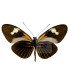 Heliconius Melpomeme Aglaope