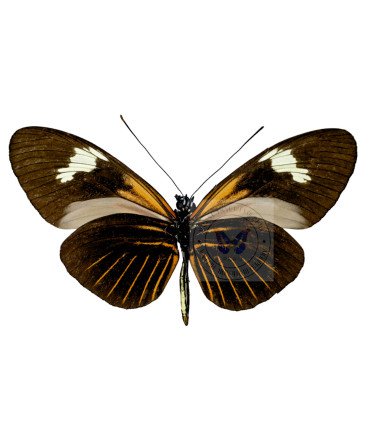 Heliconius Melpomeme Aglaope