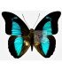 NYMPHALIDAE3