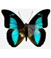 Prepona  pheridamas