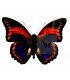 NYMPHALIDAE3