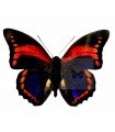 Prepona praeneste ssp.