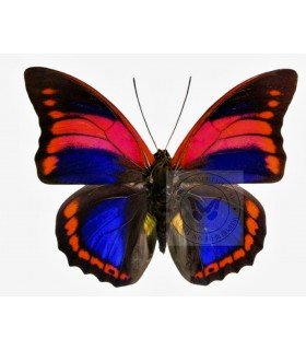 NYMPHALIDAE3