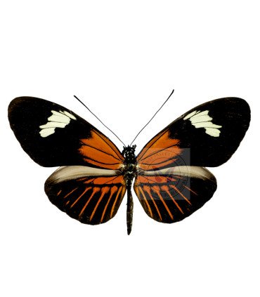 Heliconius Melpomeme Aglaope