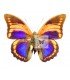 NYMPHALIDAE3