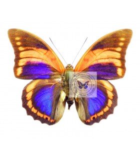 NYMPHALIDAE3