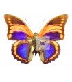 P.praeneste confusa(F)