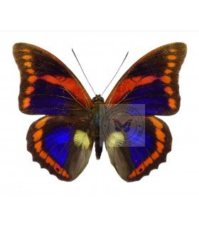 NYMPHALIDAE3