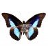 NYMPHALIDAE3
