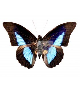 NYMPHALIDAE3