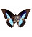 P. sub-omphale pseudoomphale