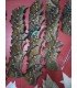 MORPHO GOSARTY DIDIUS (PACK 50 PIECES