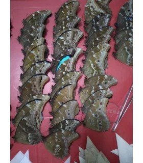 MORPHO GOSARTY DIDIUS (PACK 50 PIECES